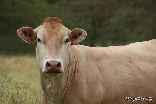 汉代流行坐牛车，真牛